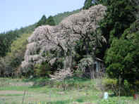 00sakura2.jpg (66747 �o�C�g)