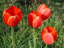 02tulip1.jpg (56607 �o�C�g)