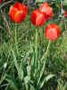 03tulip2.jpg (74326 �o�C�g)