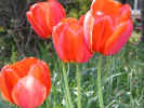 05tulip4.jpg (48725 �o�C�g)