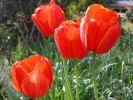 06tulip5.jpg (48584 �o�C�g)
